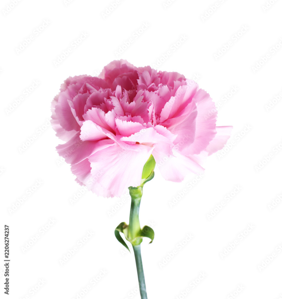 Fototapeta premium One beautiful pink carnation flower isolated on white