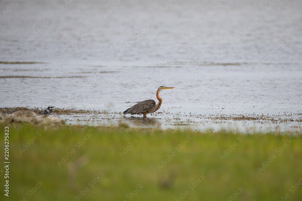 Obraz premium Elegant photo of an Oriental purple heron standing at the edge of a calm lake, intently looking for prey. The bird remains focused and still, its long neck stretched and sharp beak ready for hunt.