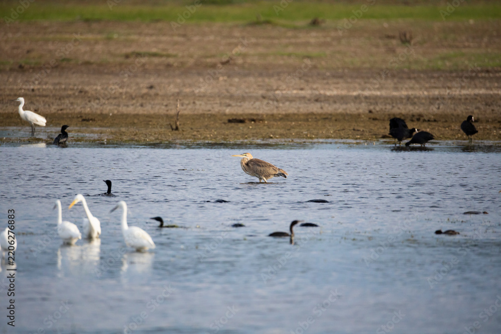 Obraz premium Peaceful photograph of an Oriental purple heron resting calmly on the surface of a quiet lake, surrounded by little egrets, common coots, and other water birds. 
