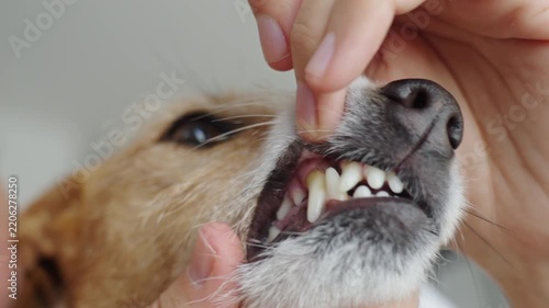Checking dog teeth for plaque and tartar