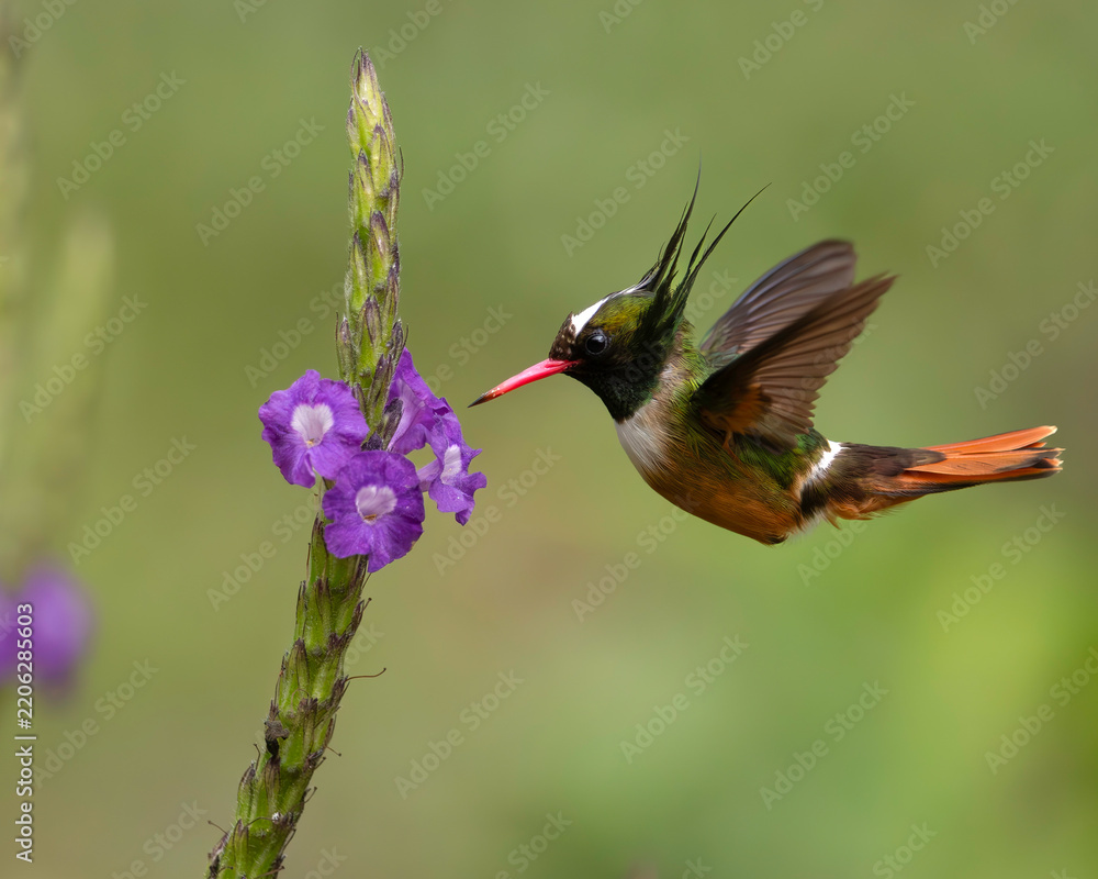 Naklejka premium White-crested Coquette (Lophornis adorabilis) male hummingbird hovering near purple flowers in Costa Rica