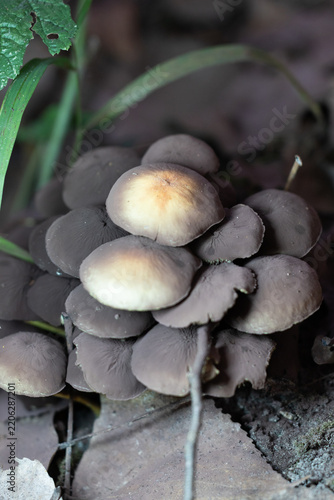 mushrooms in the forest