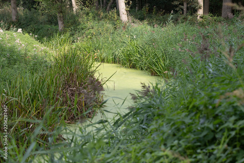 River in the forest