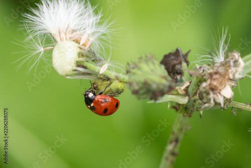 ladybird on a leaf