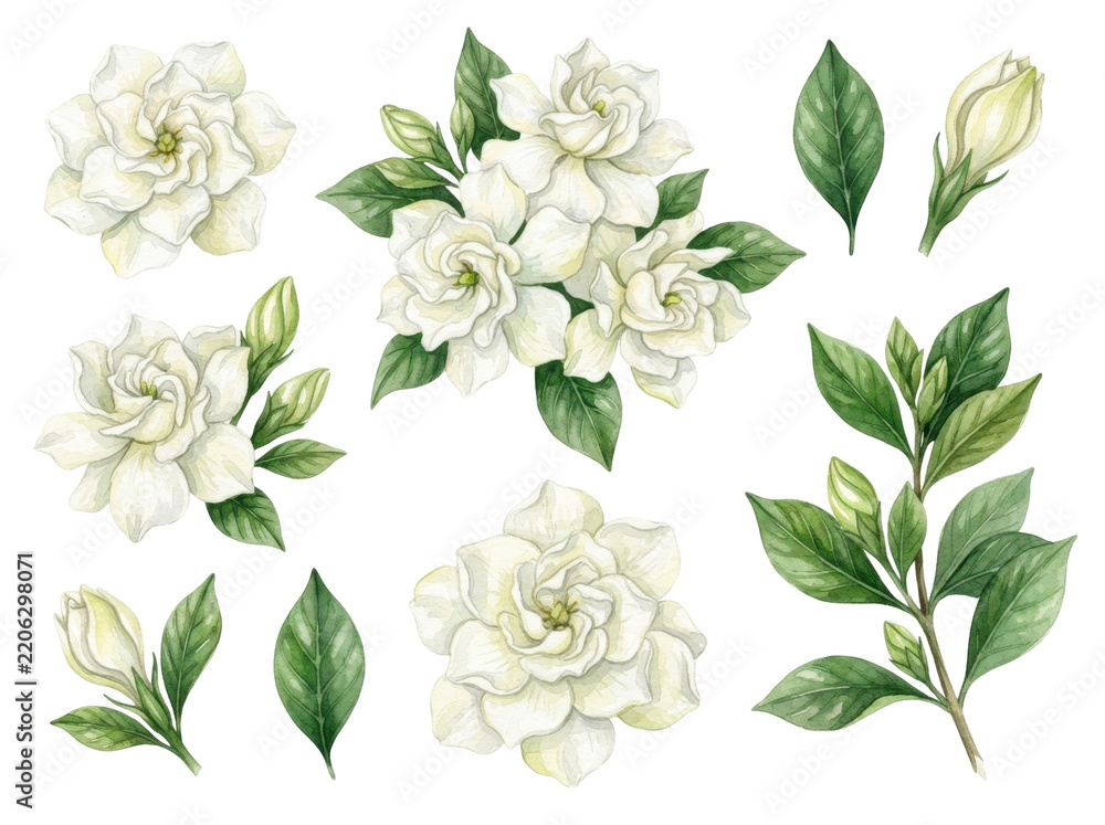 Fototapeta premium Delicate Gardenias: A collection of exquisitely rendered gardenia blossoms and leaves, showcasing their classic beauty and elegant form.
