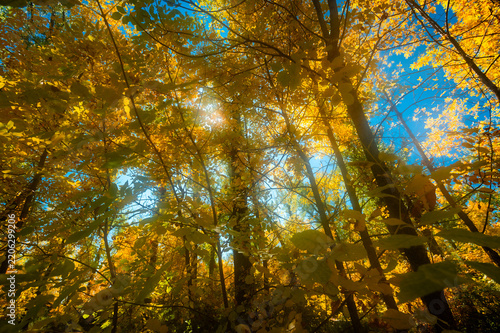 Morning sunshine streaming through yellow leaves of autumn in tall cotton wood trees creates a glowing effect .
