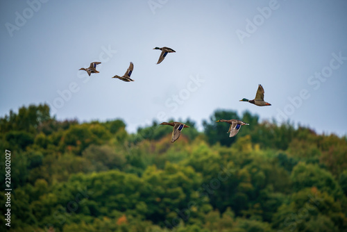 Flock of Mallard Ducks in Flight