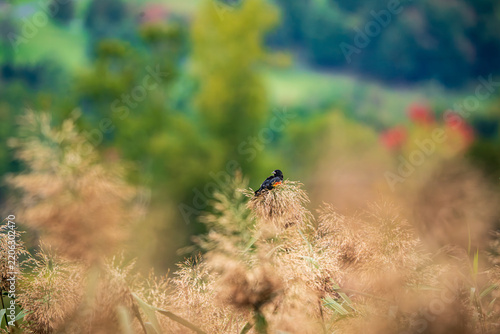 Red Winged Blackbird in the Autumn Forest