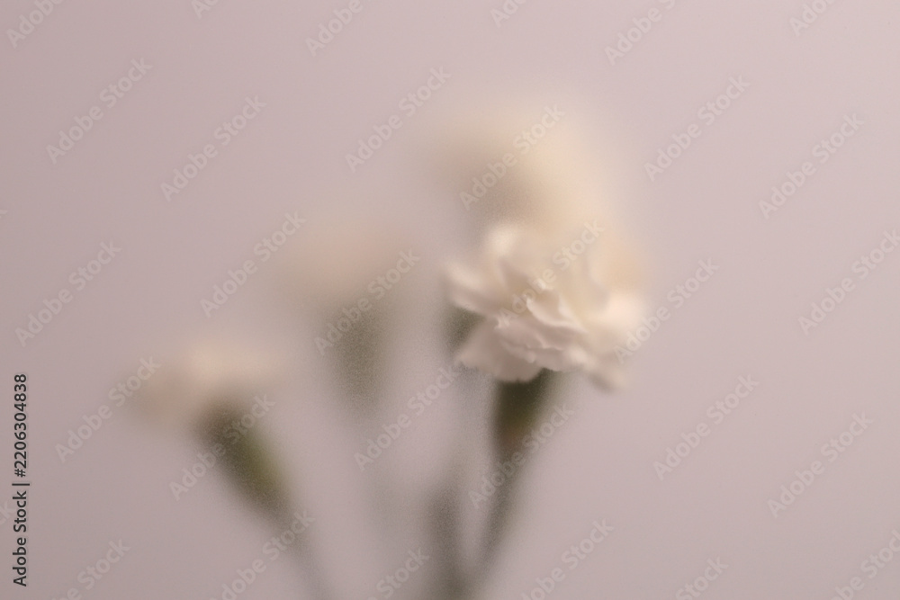Obraz premium Smoke selected soft focus cream beige white Carnation Flower bouquet through translucent matte frosted glass. Abstract natural blurred grain light fog background.