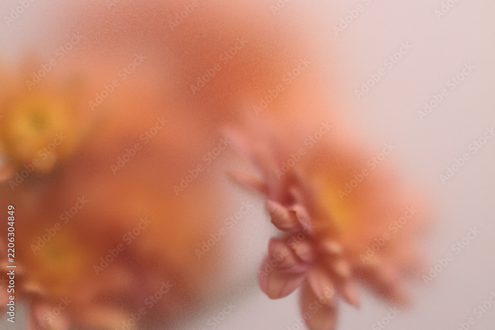 Obraz premium Smoke selected soft focus autumn beige orange chrysanthemum aster Flower through translucent matte frosted glass. Abstract natural blurred grain light fog background.