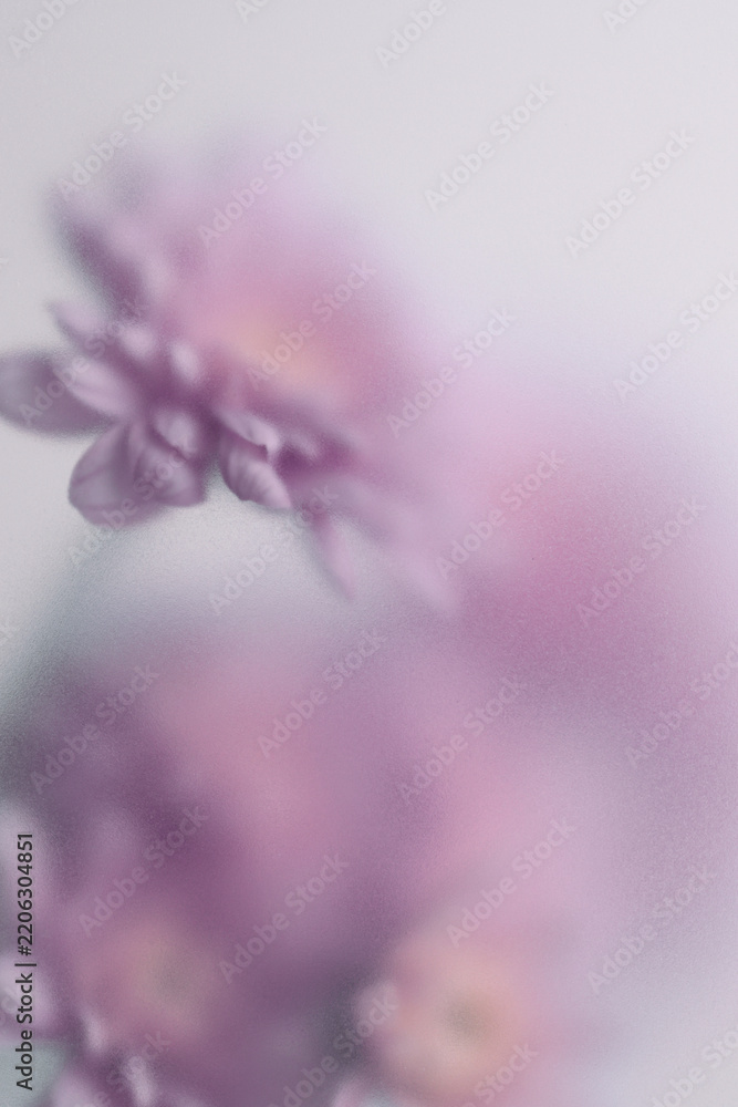 Obraz premium Smoke selected soft focus autumn beige orange chrysanthemum aster Flower through translucent matte frosted glass. Abstract natural blurred grain light fog background.