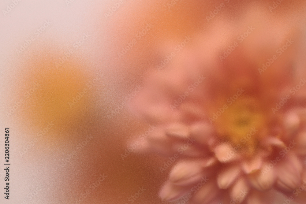 Obraz premium Smoke selected soft focus autumn beige orange chrysanthemum aster Flower through translucent matte frosted glass. Abstract natural blurred grain light fog background.