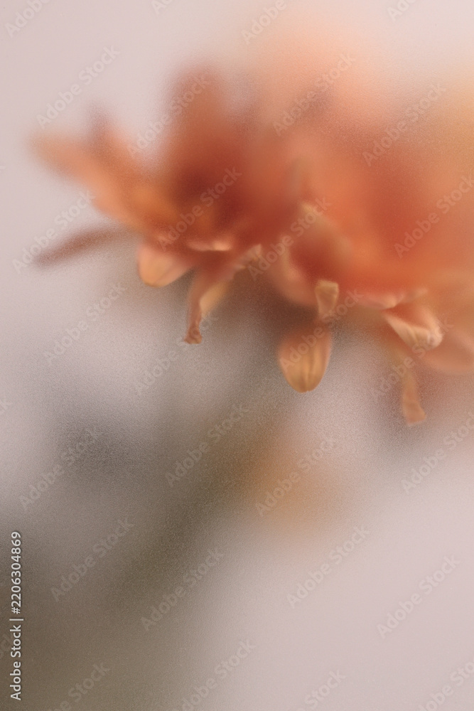 Obraz premium Smoke selected soft focus autumn beige orange chrysanthemum aster Flower through translucent matte frosted glass. Abstract natural blurred grain light fog background.