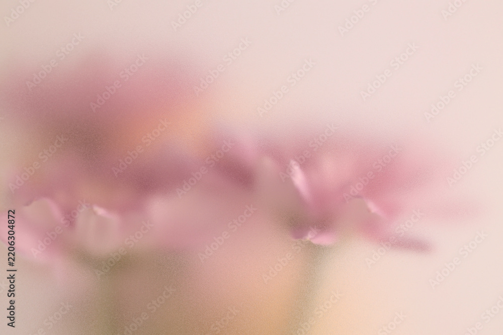 Obraz premium Smoke selected soft focus autumn beige pink chrysanthemum aster Flower through translucent matte frosted glass. Abstract natural blurred grain light fog background.