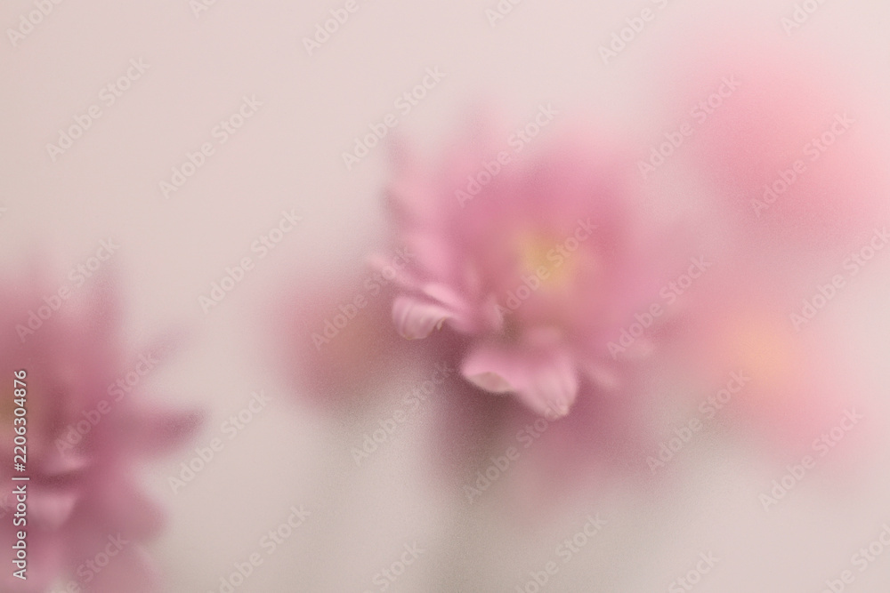Obraz premium Smoke selected soft focus autumn beige pink chrysanthemum aster Flower through translucent matte frosted glass. Abstract natural blurred grain light fog background.