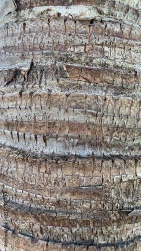 Vertical close-up of rough palm tree bark texture background