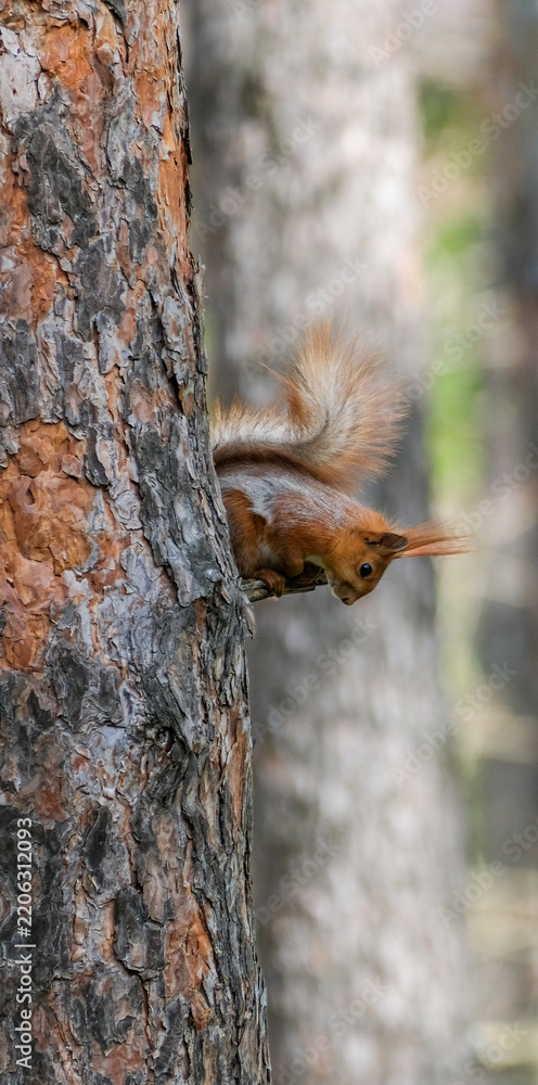 Obraz premium Vertical Photo of Red Squirrel Climbing Down Pine Trunk. Agile Wildlife Portrait in Spring Forest. Wild Animal Behavior for Nature Branding