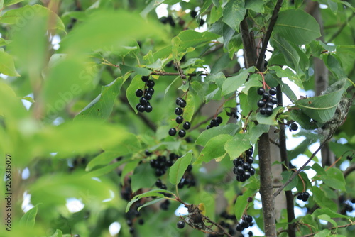 Bird cherry berries on the branches on a sunny summer day.