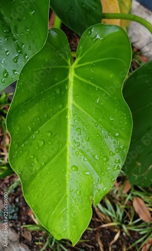 Close up of a fresh green tropical leaf covered with water droplets after rain, showing natural foliage texture and vibrant greenery.