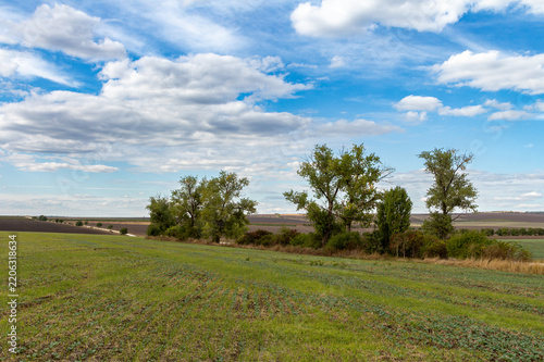 Photography A field with trees and a blue sky