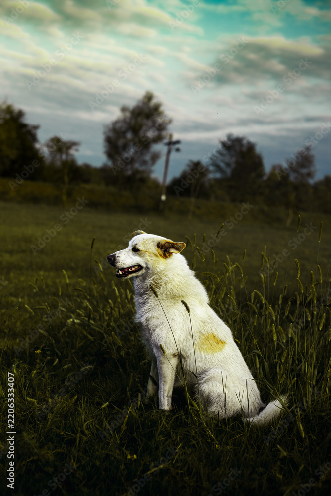 Fototapeta premium dog in the field