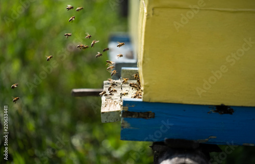 Industrious bees diligently gather meadow honey.