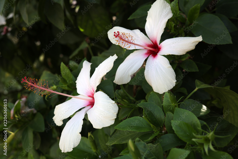 Obraz premium white hibiscus flower in the garden