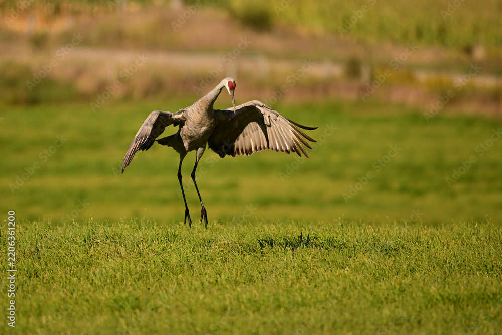 Obraz premium Funny dancing Sandhill Cranes in a green pasture on their journey south during fall migration