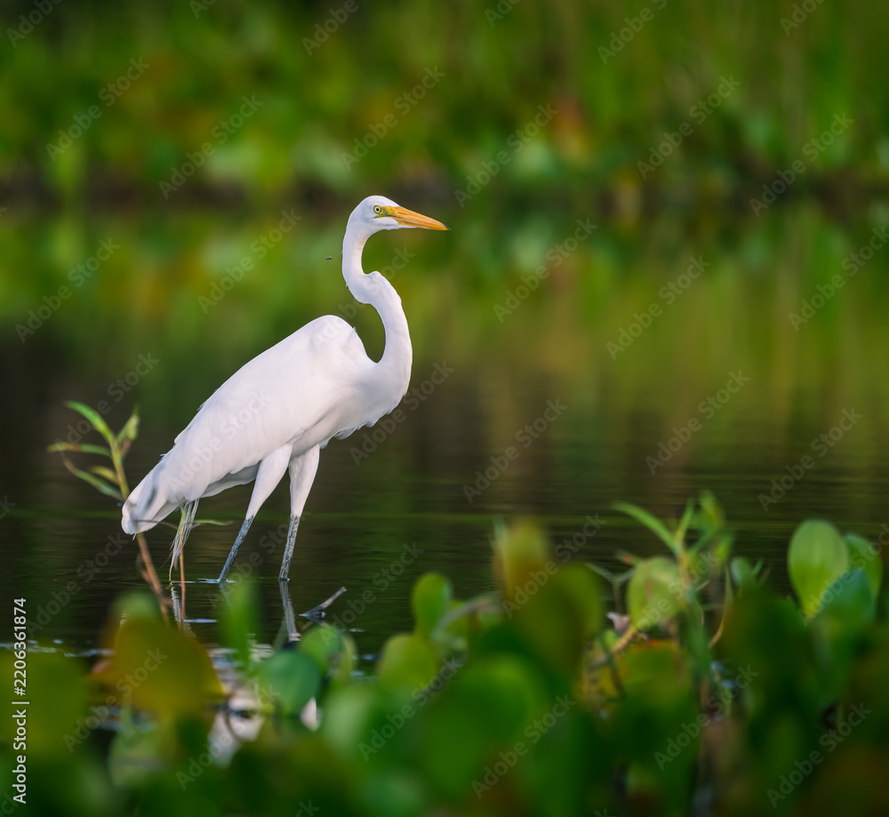Obraz premium great white heron