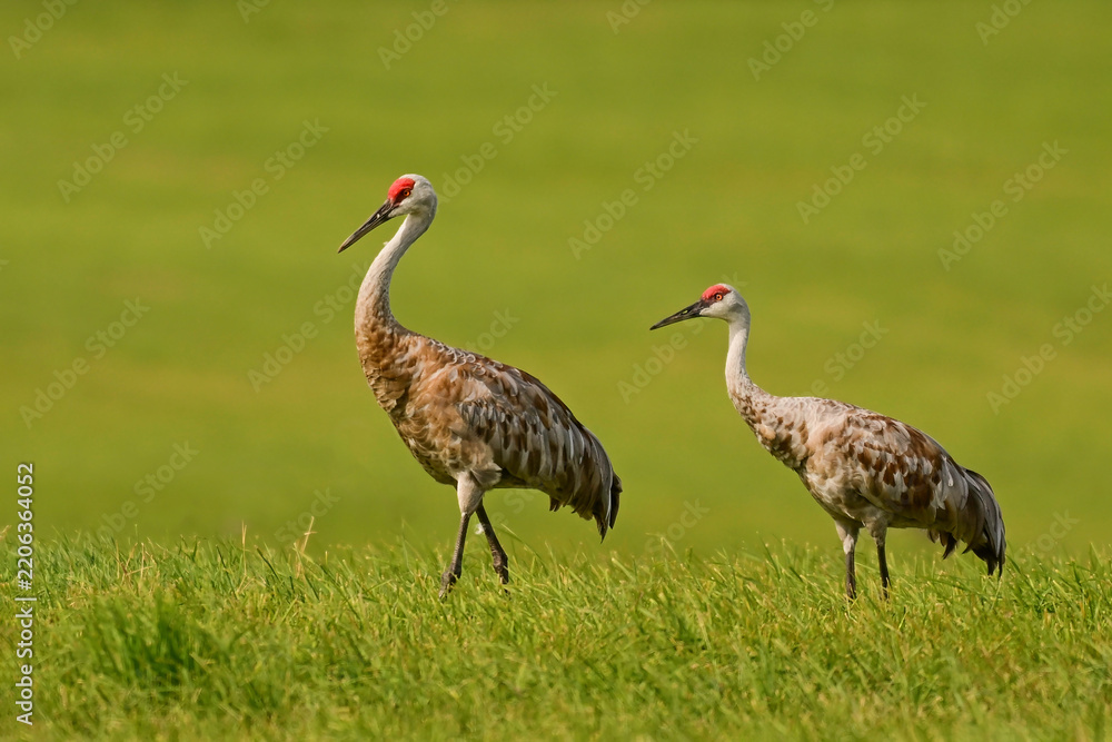 Obraz premium Two mature Sandhiil Cranes strolling through a green pasture during fall migration