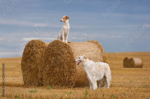 Two borzoi dogs sitting and standing in a field