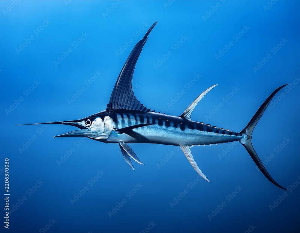 Obraz premium blue marlin fish with spear like bill and blue dorsal fin