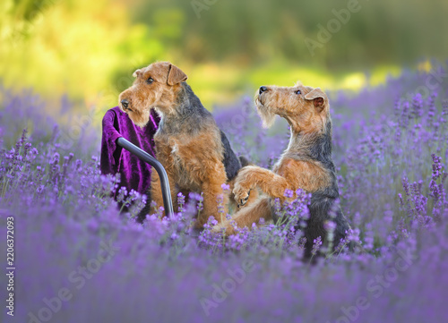 Obraz na plátně Two welsh terrier dogs sitting in a blooming lavender field