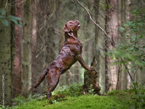 Labrador retriever standing on hind legs in forest.
