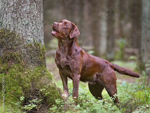 Chocolate labrador retriever in the forest.