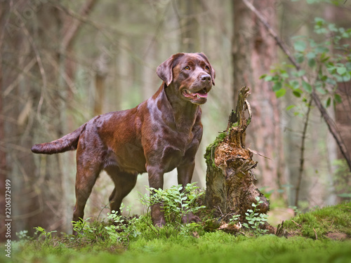 Chocolate labrador retriever standing on moss