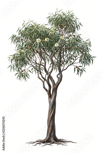 Ultra-realistic mature Gimlet Tree (Eucalyptus salubris), distinctive Australian eucalyptus with smooth polished dark gray to copper-brown trunk, twisted narrow branches