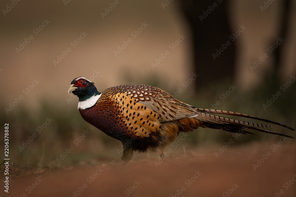 Fototapeta premium The common pheasant is walking on dry ground. A pheasant in its natural habitat in Spain.