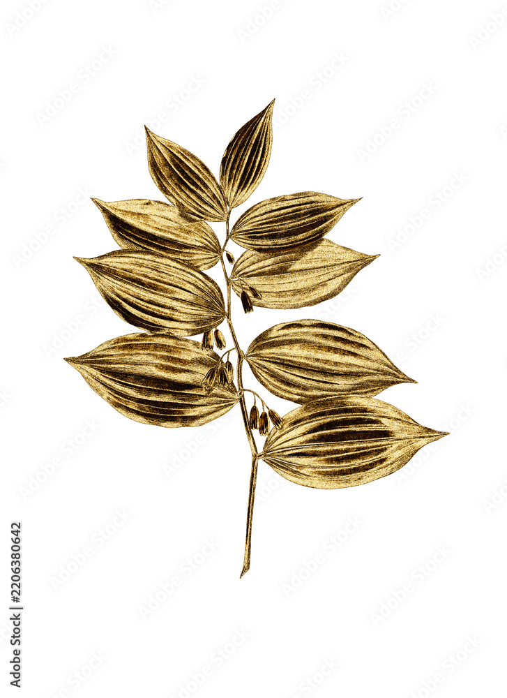 Fototapeta premium Gold king solomon's seal sticker design element