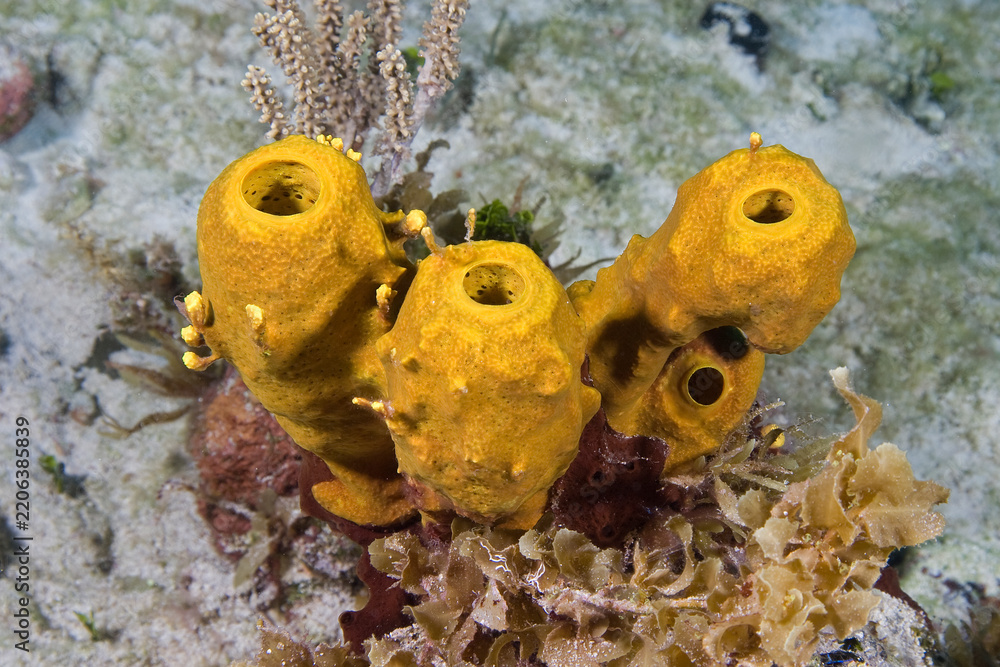 Obraz premium Beautiful Yellow tube sponges underwater in the Bahama Islands