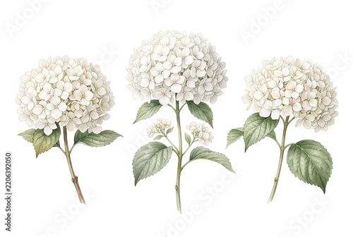 White hydrangea watercolor flowers with green leaves isolated