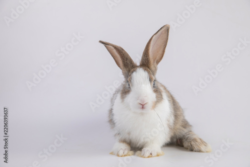 Healthy lovely baby bunny easter brown rabbit on white background. Cute fluffy rabbit on white background Lovely mammal with beautiful bright eyes in nature life. Easter Animal symbol concept. 