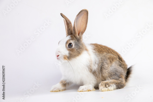 Healthy lovely baby bunny easter brown rabbit on white background. Cute fluffy rabbit on white background Lovely mammal with beautiful bright eyes in nature life. Easter Animal symbol concept. 