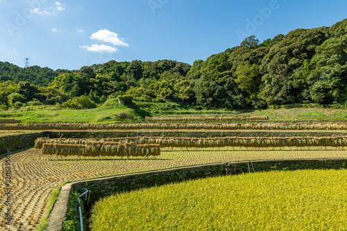 Verdant Rice Paddy Terraces with Lush Forest Backdrop under Blue Sky
