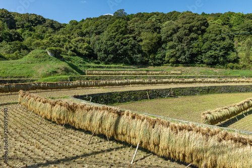 Scenic view of terraced rice paddies and lush green hills under a clear blue sky.