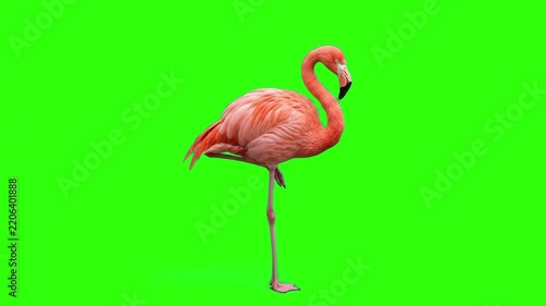 Real bright pink flamingo standing gracefully on one leg on a chroma key green background. Great for tropical vacation promos, exotic bird videos, summer beach advertisements, zoo animal footage, and 