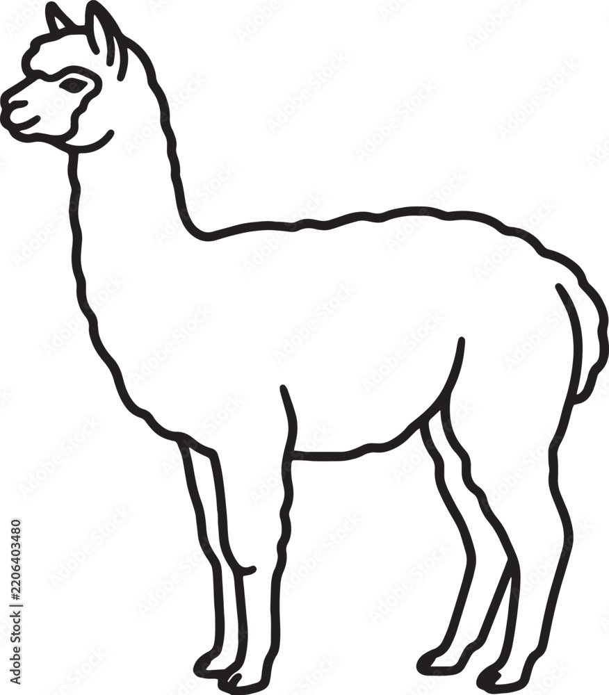 Obraz premium Minimalist line art illustration of a full body alpaca standing