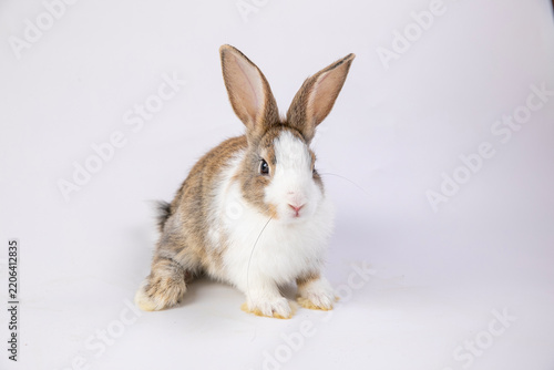 Healthy lovely baby bunny easter rabbit on white background. Cute fluffy rabbit on white background Animal symbol of easter day festival.