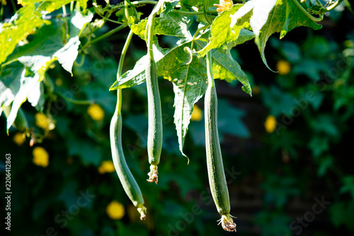 Fresh and tender Luffa fruit growing on vines.