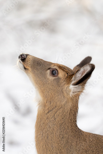 White tail deer doe in the snow of New England